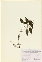 藏品(山靛)的圖片